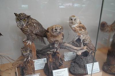 EVC's Natural History Museum Exhibit